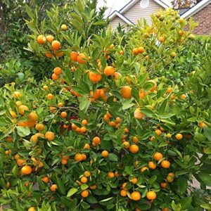China Orange