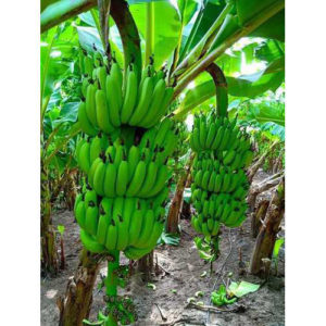 Banana Tree