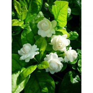 Jasmine Flower